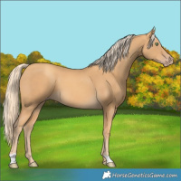 Horse Color:Gold Cream Champagne 
