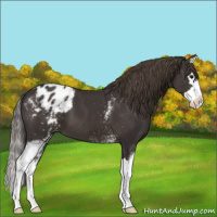 Horse Color:White Spotted Smoky Black Sabino Splash Blanket