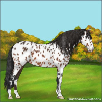 Horse Color:Bay Appaloosa
