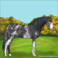 Horse Color:White Spotted Black 