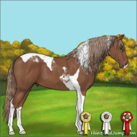 Horse Color:Chestnut Tobiano