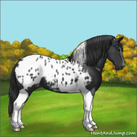 Horse Color:Black Tobiano Appaloosa 