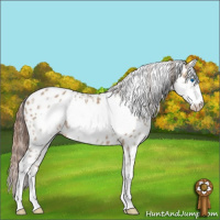 Horse Color:White Spotted Red Dun Frame Appaloosa 