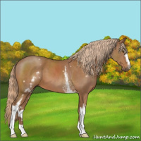 Horse Color:White Spotted Chestnut 