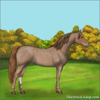 Horse Color:Red Roan 