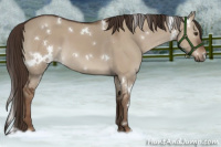 Horse Color:White Spotted Liver Red Dun 