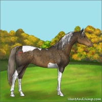 Horse Color:Chocolate Palomino Tobiano 