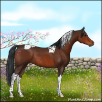 Horse Color:Bay Tobiano Rabicano 