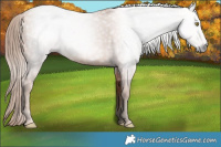 Horse Color:Gray Gold Champagne 