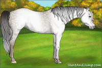 Horse Color:Gray Classic Champagne 