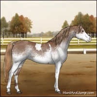 Horse Color:White Spotted Chestnut Tobiano 