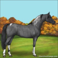 Horse Color:Blue Roan Tobiano