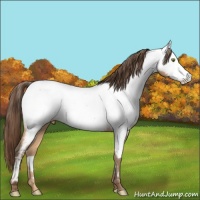 Horse Color:Amber Champagne Appaloosa 