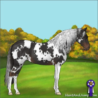Horse Color:White Spotted Liver Chestnut 