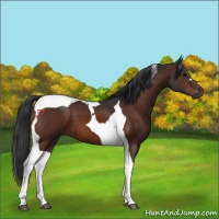 Horse Color:Bay Tobiano 