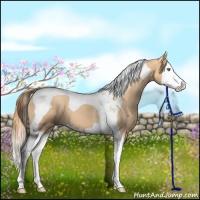 Horse Color:Gold Champagne Splash Tobiano 