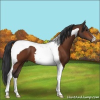 Horse Color:Bay Tobiano 
