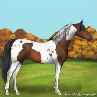Horse Color:Bay Tobiano 
