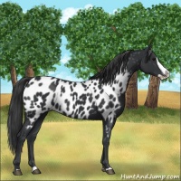 Horse Color:Black Splash Near Leopard 