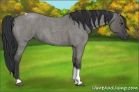 Horse Color:Grullo Roan Tobiano 