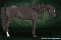 Horse Color:Smoky Black  and Smoky Black 