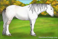 Horse Color:Gray Amber Champagne Tobiano 