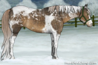 Horse Color:Chocolate Palomino Sabino Tobiano