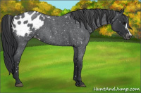 Horse Color:Blue Roan Appaloosa 