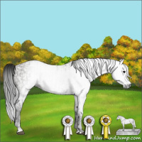 Horse Color:Gray Grullo Appaloosa and Gray Grullo