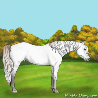 Horse Color:Gray Silver Grullo Near Fewspot 