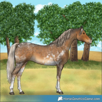 Horse Color:Chocolate Palomino Roan Tobiano