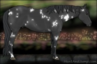 Horse Color:White Spotted Black