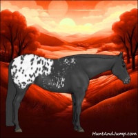 Horse Color:Black Appaloosa 