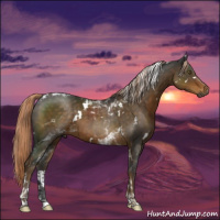 Horse Color:Gray White Spotted Chocolate Palomino Tobiano Rabicano 