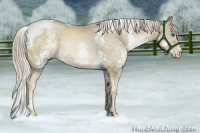 Horse Color:Chocolate Palomino Pearl Splash Tobiano 
