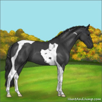 Horse Color:Blue Roan Tobiano