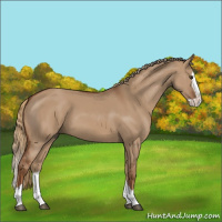 Horse Color:Red Dun Splash 