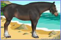 Horse Color:White Spotted Liver Chestnut Sabino Rabicano