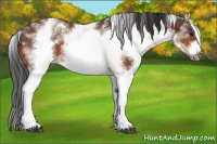 Horse Color:White Spotted Bay Frame