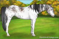 Horse Color:White Spotted Bay Ice