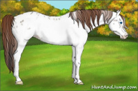 Horse Color:White Spotted Amber Champagne Ice Roan Dun Frame Appaloosa 