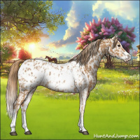 Horse Color:Chestnut Splash Frame Appaloosa  and Chestnut Splash Frame Appaloosa Rabicano 