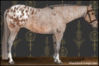 Horse Color:Chestnut Appaloosa and Bay Appaloosa