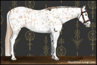 Horse Color:Gold Champagne Splash Near Leopard 