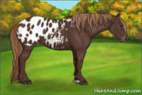Horse Color:Liver Chestnut Appaloosa 