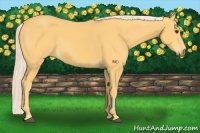Horse Color:Palomino 