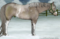 Horse Color:White Spotted Liver Red Dun Mushroom Sabino Rabicano Brindle