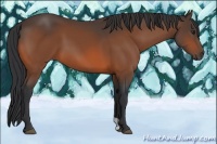 Horse Color:Brown 