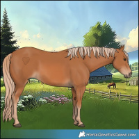 Horse Color:Chestnut Sabino