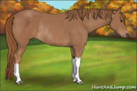 Horse Color:Chestnut Rabicano 